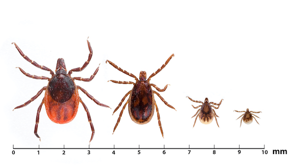 Ixodes ricinus: volwassen vrouwtje – volwassen mannetje – nimf – larve. Bron: RIVM